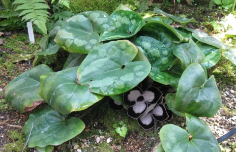 Mansoor - Asarum maximum 'Giant'