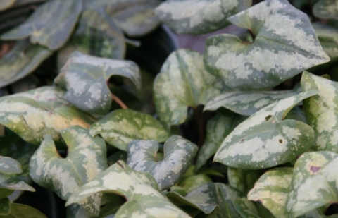 Mansoor - Asarum maximum 'Ling Ling'