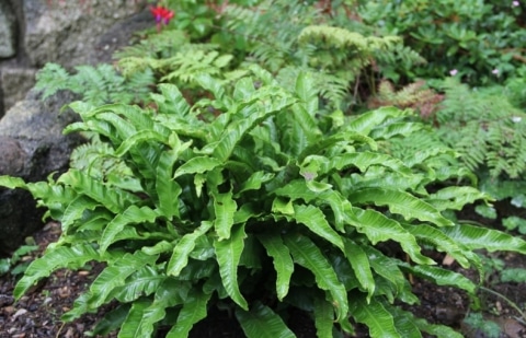 Tongvaren - Asplenium scolopendrium