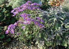 Aster - Aster ageratoidus var. 'Ovatus'