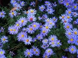 Aster - Aster dumosus 'Lady in Blue'