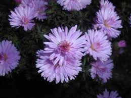 Aster - Aster dumosus 'Peter Harrison'