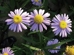 Aster - Aster koraiensis