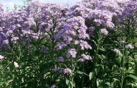 Aster - Aster tataricus