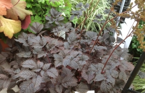 Spirea - Astilbe  'Chocolate Shogun'