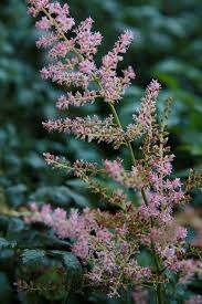 Spirea - Astilbe 'Hennie Graafland'