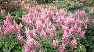 Spirea - Astilbe 'Visions in Pink'