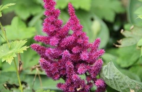 Spirea - Astilbe 'Visions in Red'®