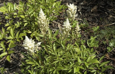 Spirea - Astilbe 'Deutschland'
