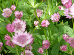 Zeeuws knoopje - Astrantia major 'Rosa Lee'
