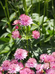 Zeeuws knoopje - Astrantia major 'Venice'