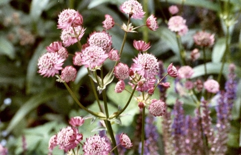 Zeeuws knoopje - Astrantia 'Moulin Rouge'