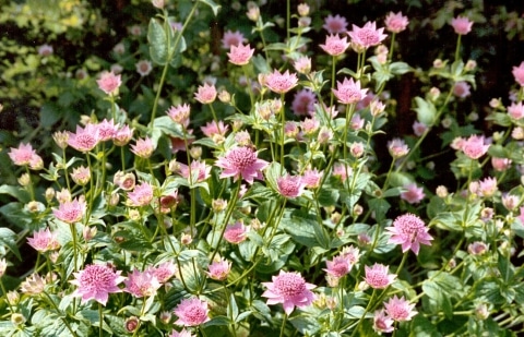 Zeeuws knoopje - Astrantia major 'Pink Pride'