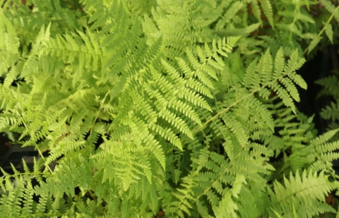 Wijfjesvaren - Athyrium filix-femina 