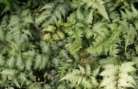 Wijfjesvaren - Athyrium niponicum 'Metallicum'