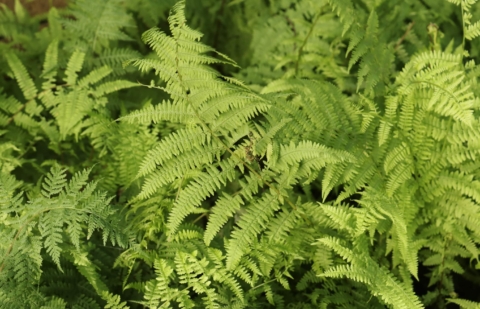 Wijfjesvaren - Athyrium filix-femina 'Rotstiel'