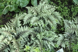 Wijfjesvaren - Athyrium niponicum 'Pictum'
