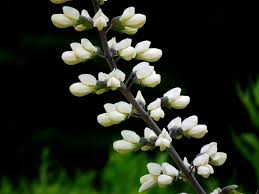 Valse indigo - Baptisia 'Alba'