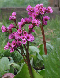 Schoenlappersplant - Bergenia 'Morgenrot'