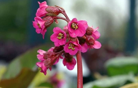 Schoenlappersplant - Bergenia 'Rotblum'