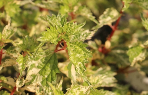 Boehmeria  - Boehmeria spicata 'Chantilly'