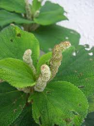 Boehmeria - Boehmeria biloba