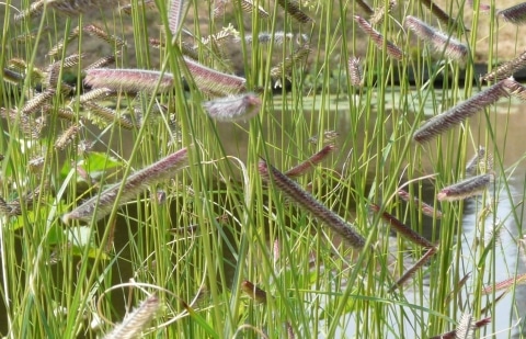 Muskietengras - Bouteloua gracilis