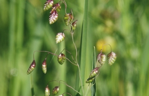 Trilgras - Briza media