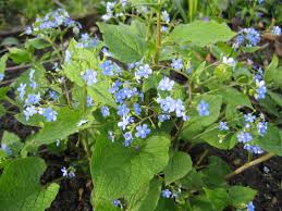 Kaukasisch vergeet-mij-nietje - Brunnera macrophylla