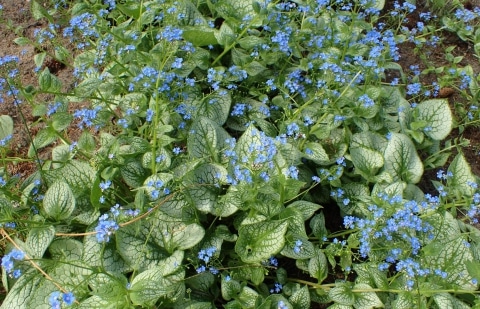 Kaukasisch vergeet-mij-nietje - Brunnera macrophylla 'Sea Heart'