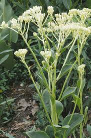 Cacalia - Cacalia speciosa