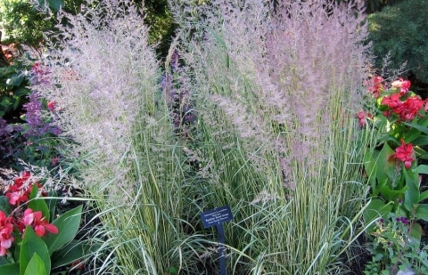 Struisriet - Calamagrostis acutifolia 'Eldorado'