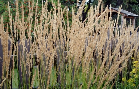 Struisriet - Calamagrostis acutifolia 'Avalanche'