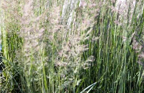Struisriet - Calamagrostis acutifolia 'Karl Foerster'