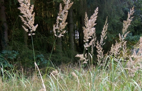 Struisriet - Calamagrostis sp. 'Korea'