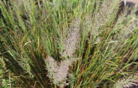 Struisriet - Calamagrostis brachytricha