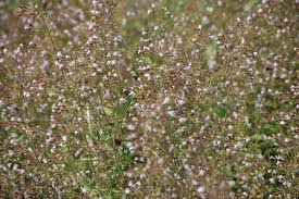 Bergsteentijm - Calamintha nepeta 'Blue Cloud'