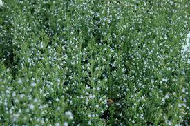 Bergsteentijm - Calamintha nepeta spp 'Nepeta'
