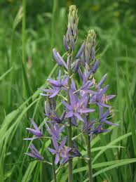 Prairielelie - Camassia cusickii