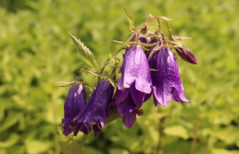 Klokjesbloem - Campanula 'Kent Belle'