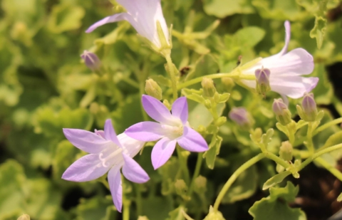 Klokjesbloem - Campanula portenschlagiana 'Liselotte'