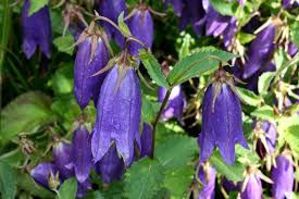 Klokjesbloem - Campanula 'Sarastro'