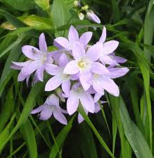 Klokjesbloem - Campanula lactiflora 'Senior'