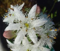 Klokjesbloem - Campanula lactiflora 'White Pouffe'