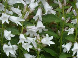 Klokjesbloem - Campanula latifolia 'Alba'
