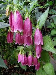 Klokjesbloem - Campanula punctata 'Beetroot'