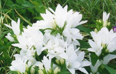 Klokjesbloem - Campanula carpatica 'Alba'