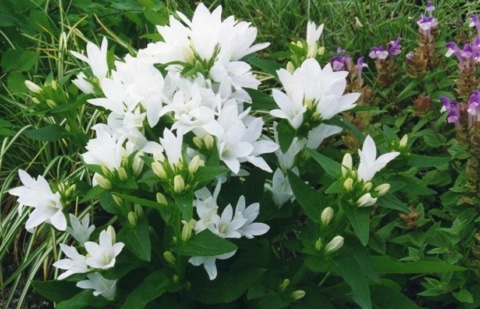Kluwenklokje - Campanula glomerata 'Alba'