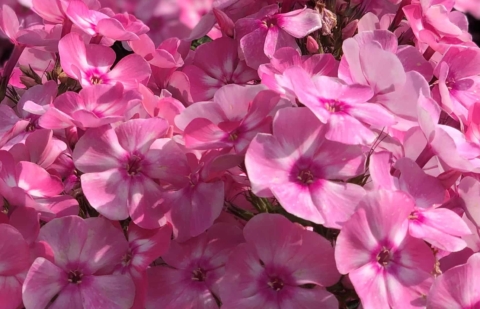Vlambloem - Phlox pan. 'Sweet Summer ® Candy' ™ 