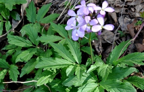 Pinksterbloem - Cardamine bulbifera